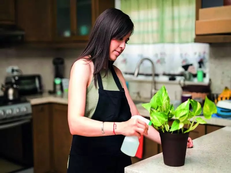 Experts give tips to prevent and fight pests indoors